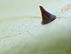 Caryomyia sanguinolenta