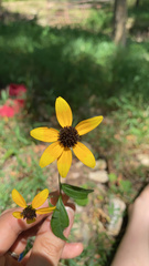 Rudbeckia triloba