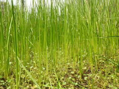 Schoenoplectus americanus