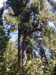 Pinus sibirica