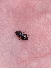 Glischrochilus quadrisignatus