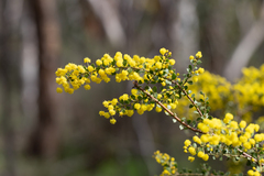 Acacia acinacea