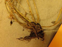 Cardamine hirsuta