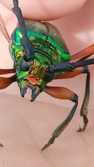 Plinthocoelium suaveolens