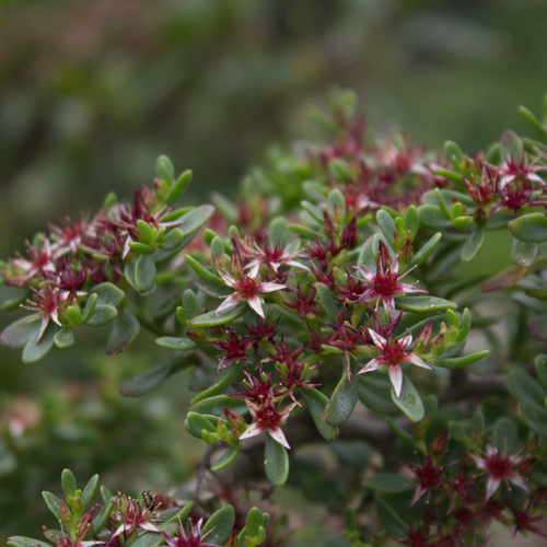 Sedum oxypetalum, photograph 5