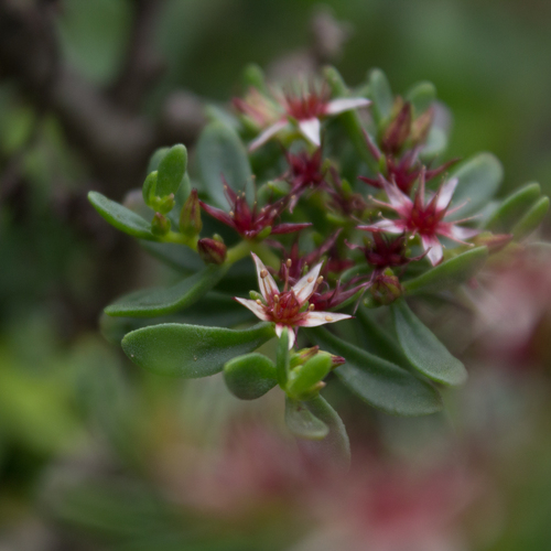 Sedum oxypetalum, photograph 6