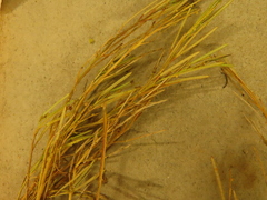 Cardamine hirsuta