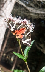 Euplagia quadripunctaria