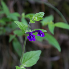 Scutellaria dumetorum