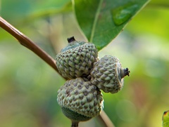 Quercus prinoides