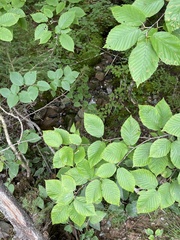 Betula alleghaniensis