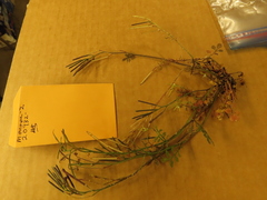 Cardamine hirsuta