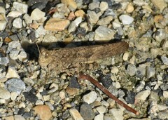 Trimerotropini