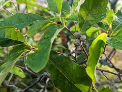 Quercus prinoides