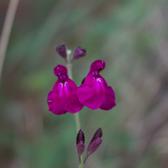 Salvia dichlamys