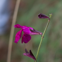 Salvia dichlamys