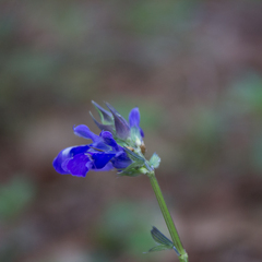 Salvia laevis