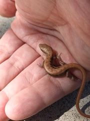 Elgaria multicarinata