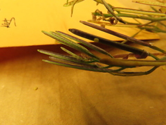 Cardamine hirsuta