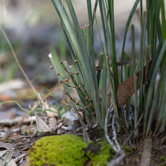 Lomandra multiflora dura