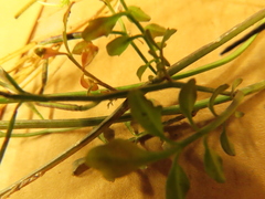Cardamine hirsuta
