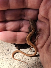 Elgaria multicarinata