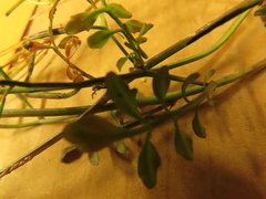 Cardamine hirsuta