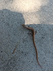 Elgaria multicarinata