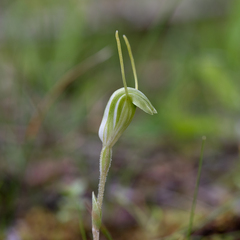 Pterostylis nana