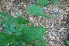 Euonymus latifolius