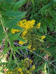 Solidago gigantea
