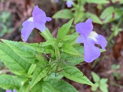 Mimulus alatus