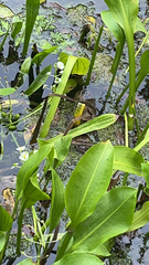 Sagittaria platyphylla