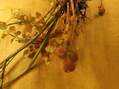 Cardamine hirsuta