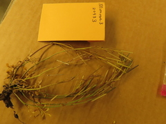 Cardamine hirsuta