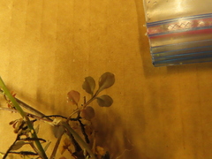 Cardamine hirsuta