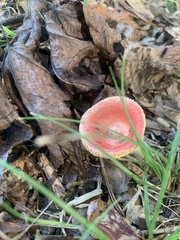 Russula rosacea