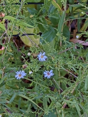 Symphyotrichum dumosum
