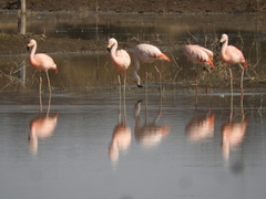 Phoenicopterus chilensis