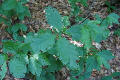 Euonymus latifolius