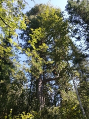 Pinus sibirica