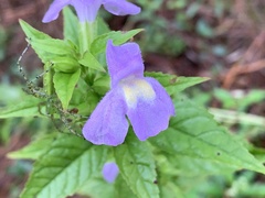 Mimulus alatus