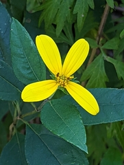 Helianthus decapetalus