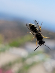 Vespula germanica