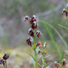 Pterostylis sanguinea