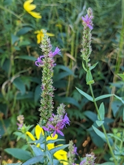 Agastache scrophulariifolia