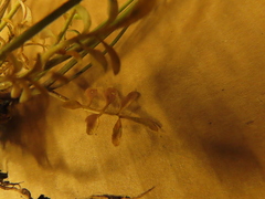 Cardamine hirsuta