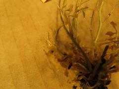 Cardamine hirsuta
