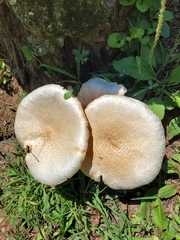 Neolentinus lepideus