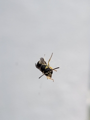 Vespula germanica
